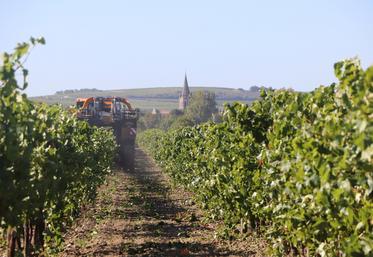 Les vendanges 2026 semblent bien parties pour être les plus précoces dans le bassin de Cognac.