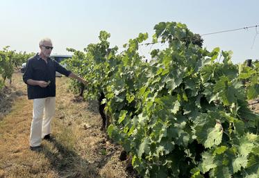 Vincent Dumot, Ingénieur d'études au BNIC, dans les vignes de Cherves-Richemont.
