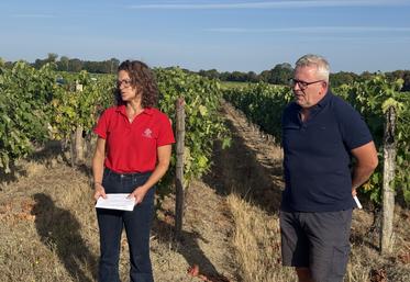Les prospections collectives viennent compléter le travail des viticulteurs sur leurs parcelles.
