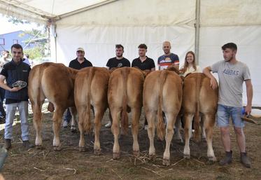 Les bovins limousins sont mis à l'honneur à l'occasion de la Saint-Barthélémy.