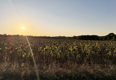 Champ de tournesol affaibli par la sécheresse à Dirac.