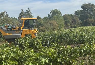 " On était autour de 12 à 13 hectolitres d'alcool pur par hectare l'an dernier. Cette année, on va voir, mais les rendements seront divisés par deux ", annonce la viticultrice Anne-Marie Vaudon. Une situation qu'elle attribue à la sécheresse et aux coups de chaud, mais aussi à l'hétérogénéité des terroirs.