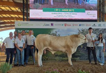 Taureau Ange, concours national Blondes d'Aquitaine 2026.