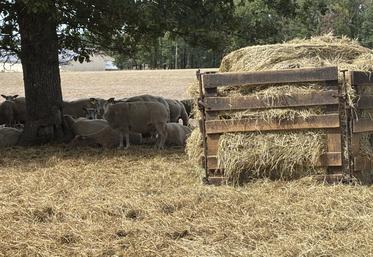 La retenue est notamment destinée à l'irrigation du fourrage pour les brebis de l'élevage. Cette année, elles ont consommé quasiment tous les stocks, et elles devraient pâturer des couverts végétaux cet hiver.