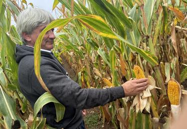 Sur la parcelle traitée avec le produit d'Elicit Plant, le rendement a augmenté d'environ 1,5 tonne à l'hectare. Les épis sont plus gros et plus réguliers que sur la parcelle non traitée.