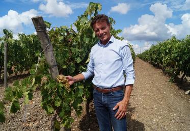Julien Georget, précurseur d'une nouvelle activité de "coach viticole" en Charentes.