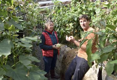 À deux mètres sous le niveau du sol, la serre est hors gel. Les plantes sont protégées.