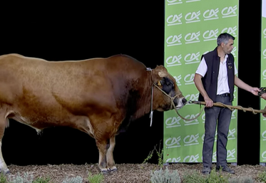 Uranium du Gaec Bodin a été sacré champion mâle, également premier de la section des taureaux jeunes et du prix de synthèse mâle.