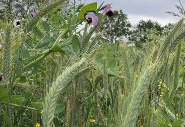 Au printemps prochain, le méteil implanté cet automne pourra être récolté en ensilage au mois de mai et ainsi reconstituer une partie des stocks qui fait aujourd'hui défaut