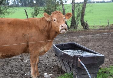 Palissade apprécie de pouvoir se désaltérer à volonté. L'abreuvoir est équipé d'un flotteur pour offrir constamment le même niveau d'eau.