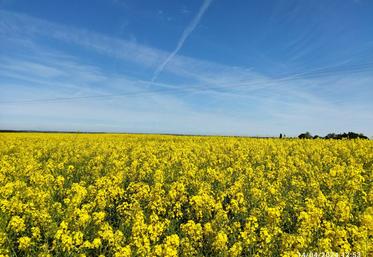 Pour les agriculteurs souhaitant adhérer à ce dispositif, une des conditions posées par Océalia est l'engagement de la totalité des surfaces en céréales et oléoprotéagineux de l'exploitation afin de pouvoir s'assurer de la diversité des assolements.