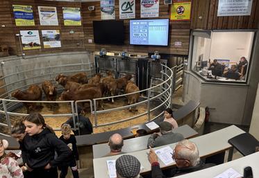Lundi, la quasi-totalité (99,6 %) des 479 bovins proposés à la vente au Cadran de Coulonges-les-Hérolles se sont vendus.