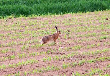 La chasse au lièvre est fermée sur certains territoires de Charente-Maritime.