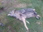 En mars 2021, un loup avait été retrouvé à Lathus-Saint-Rémy. Il avait été percuté par un train.