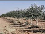 Les vergers d'oliviers sont mis en palissage, comme des vignes.