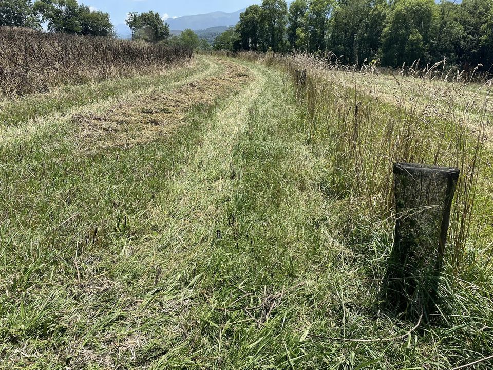 Trois lauréats pour le concours de l'arbre de l'année 2019  Ministère de  l'Agriculture et de la Souveraineté alimentaire