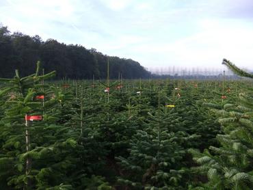 <em class="placeholder">Sapin Nordmann dans la Loire</em>