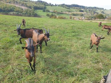 <em class="placeholder">Chevrettes au pâturage </em>