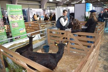 Les chèvres au salon Capr'Inov de Niort