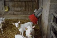 <em class="placeholder">Des chèvres utilisent des brosses pour leur bien-être.</em>