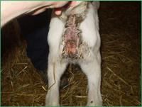 <em class="placeholder">Diarrhées sur chevrettes</em>