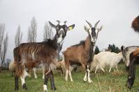 Chèvres des fossés
