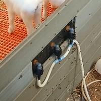 <em class="placeholder">allaitement des chevreaux</em>