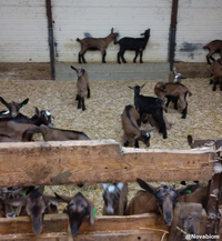 <em class="placeholder">Litière en miscanthus</em>