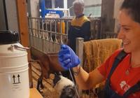 <em class="placeholder">insémination</em>