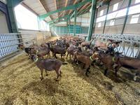 <em class="placeholder">Chèvrerie</em>