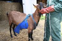 <em class="placeholder">Bouc équipé de tablier</em>