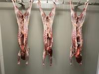 <em class="placeholder">Carcasse de chevreaux au ressuyage </em>