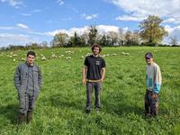 Trois hommes dans une prairie avec des ruminants.
