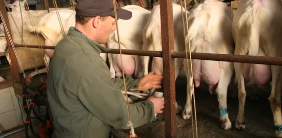 Choisir de garder ses chèvres longtemps en lactation permet de mieux s’organiser avec moins de naissances et de chevreaux. © D. Hardy