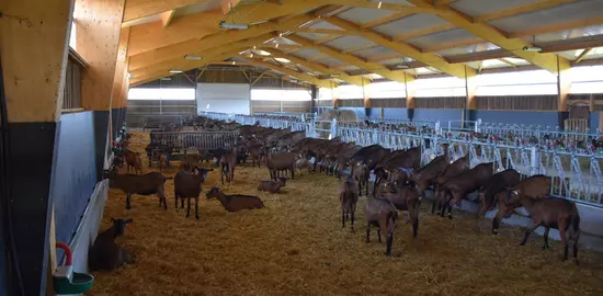 Isolation, ouvertures latérales, abreuvoirs... les bâtiments doivent eux aussi s'adapter aux périodes de fortes chaleurs pour assurer le bien-être des animaux et des éleveurs.