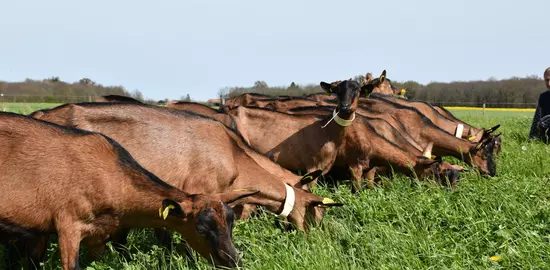 Production fourragère, distribution, heures de sortie, période de reproduction, tous ces facteurs doivent être prix en compte pour repenser et adapter son système de production au changement climatique.