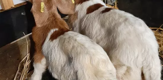 Les chevreaux croisés alpins-boers et alpins purs ont montré une croissance similaire pour les deux lots avec un gain de poids vif de 13,3 kg et un GMQ naissance-abattage de 260 g/j sur 52 j, pour un poids moyen à l’abattage très proche, de l’ordre de 18 kg.