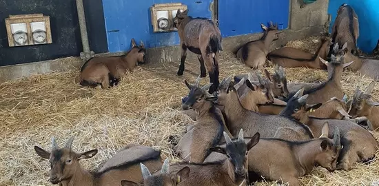 Réduire le coût de la phase lactée des chevreaux lourds en optimisant l'utilisation de lait colostral est une piste intéressante, déjà utilisée par les éleveurs.