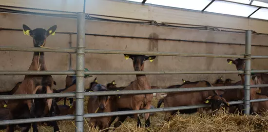 Les chèvres qui poursuivent des lactations longues font souvent partie des plus fortes productrices.