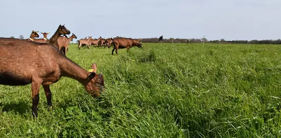 Au pâturage, la gestion des transitions alimentaires est primordiale pour les chèvres en lactation longue.