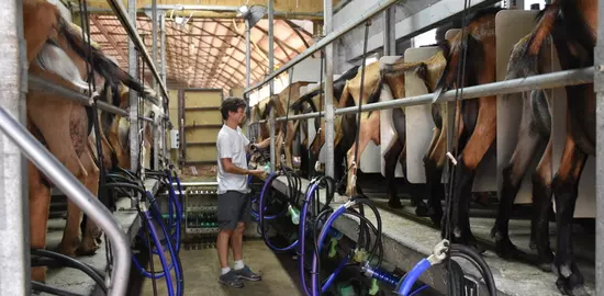 La coupure de vide à la dépose préserve le bon état du trayon en coupant le vide avant de retirer les gobelets. C’est indispensable, que la dépose soit manuelle ou ...