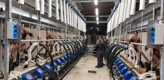 Virginie et Pascal Foucard ont investi dans une nouvelle salle de traite qu'ils voulaient pratique et agréable pour eux et les chèvres, qui fonctionne bien, et rapide.