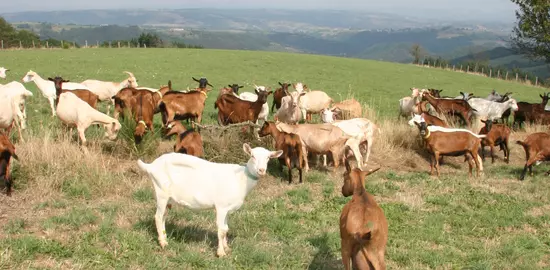 Chèvres en occitanie