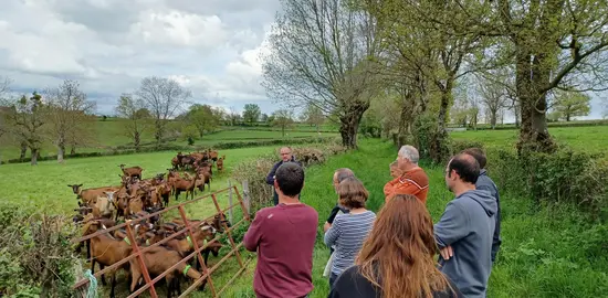 Des éleveurs caprins échangent dans une prairie devant des chèvres.