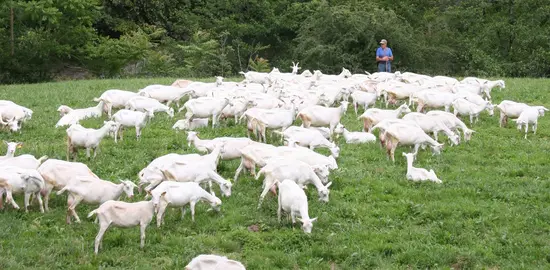 Chèvres saanen au pâturage en Lozère 
