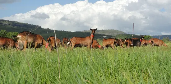 Chèvres alpines au pâturage