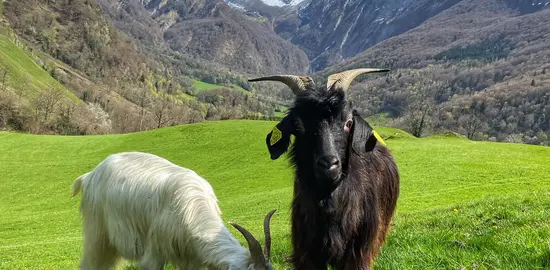 Deux chèvres de race Pyrénéenne