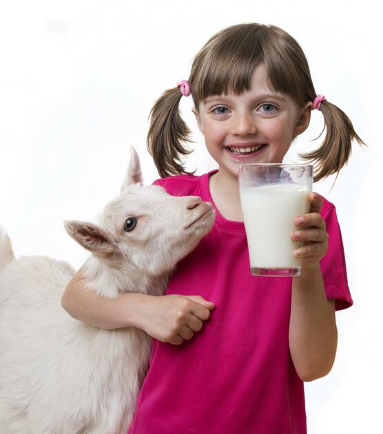 Lait de chèvre : atouts, consommation, conservation