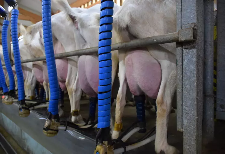 Le recours aux lactations longues ne cesse de progresser dans tous les types d’élevage. Selon l’Idele, en 1995, 3 à 4 % des chèvres démarraient une lactation longue, contre près de 10 % en 2020. 