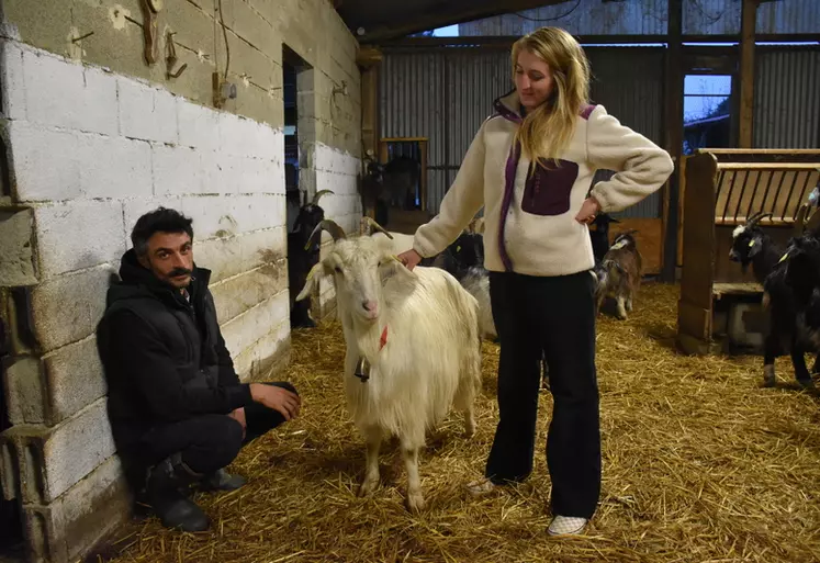 À la ferme Bacotte, dans les Landes, Clément Baillet et Marie Fischer élèvent 150 chèvres pyrénéennes et 30 brebis Manech tête noire exclusivement sur parcours et ...